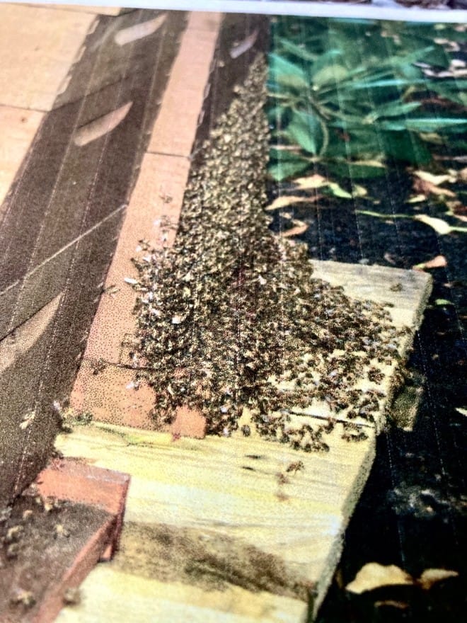 A Community in a Box: How Honeybee Hives Work for the Survival of the Species