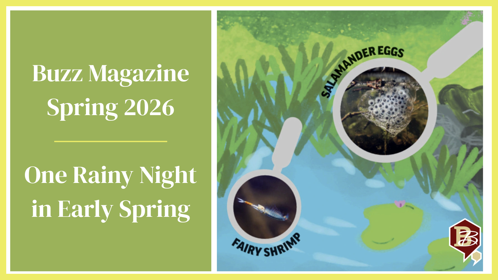 Big Night: The Annual Migration That Unfolds Quietly Under Cover of Darkness