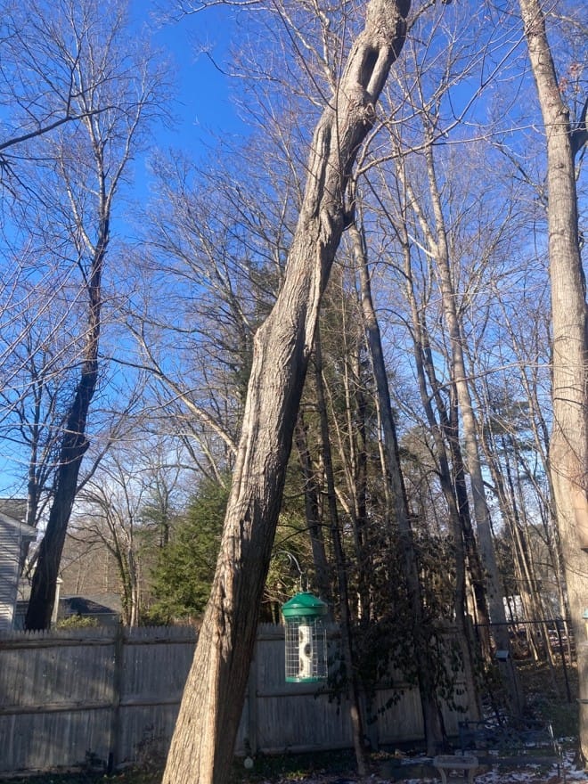 One Tough Old Tree: A Lesson for Us as We Age