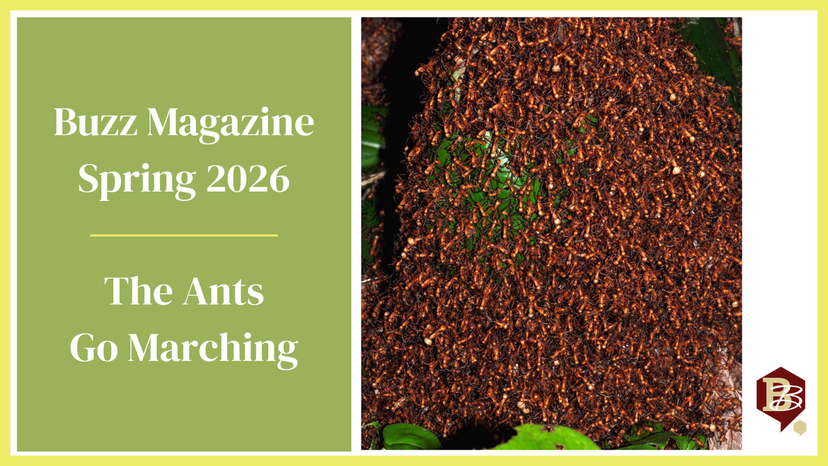 The Ants Go Marching