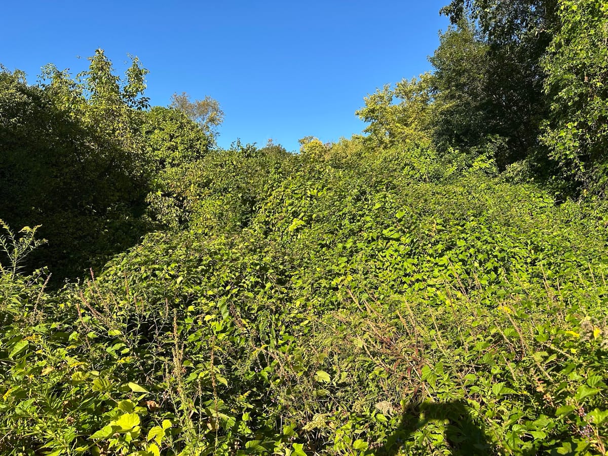 Mary Cummings Park: One of the Best Kept Secrets in Burlington