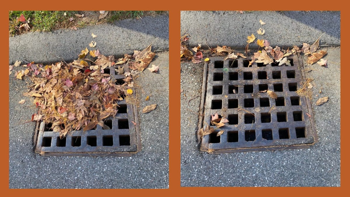 Daily Buzz | Adopt a Storm Drain to Help Prevent Flooding