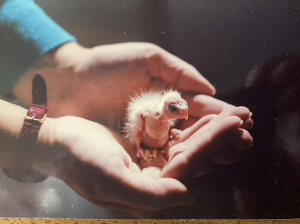 Nature, Nurture, and the Mystery of Memory: A Reflection on Life's Early Stages