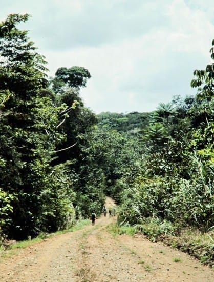Birds, Nets, and Rainforest Nights: An Expedition on Panama’s Pipeline Road