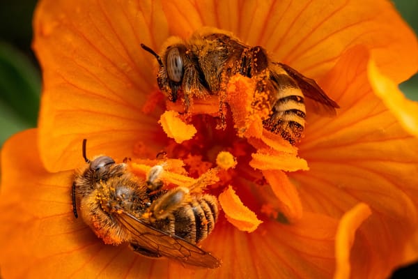 4,000 Reasons to Love Bees