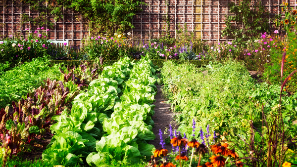 Extend your harvest into late fall
