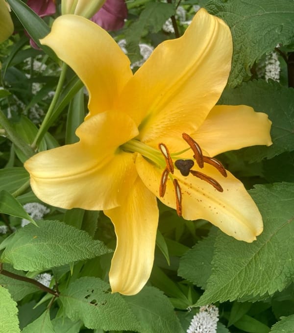 Backyard Shenanigans: The Fascinating Sex Lives of Plants