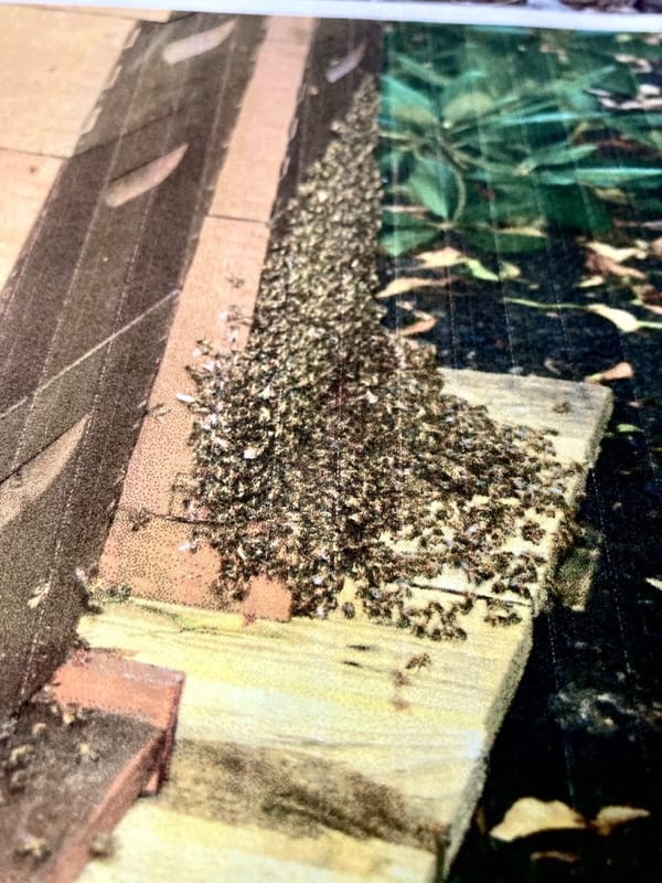 A Community in a Box: How Honeybee Hives Work for the Survival of the Species