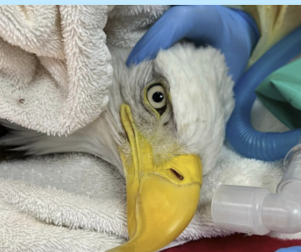 When Pest Control Goes Too Far