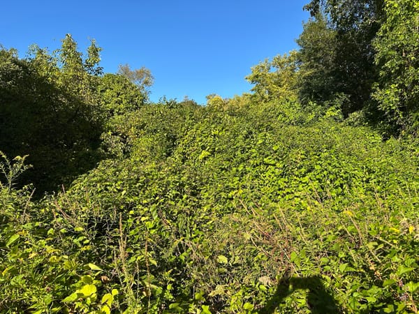 Mary Cummings Park: One of the Best Kept Secrets in Burlington